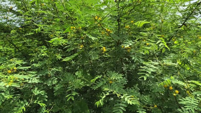 Bushy acacia branches covered in small round yellow flowers under daylight