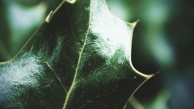Holly leaf vintage colour pull look close up stock footage