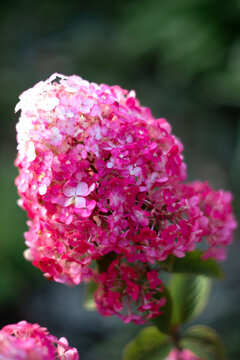 A blooming pink panicle hydrangea in the garden.
