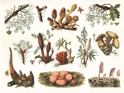 Diverse parasitic plants with unique forms and colors, vintage botanical illustration, 1897.