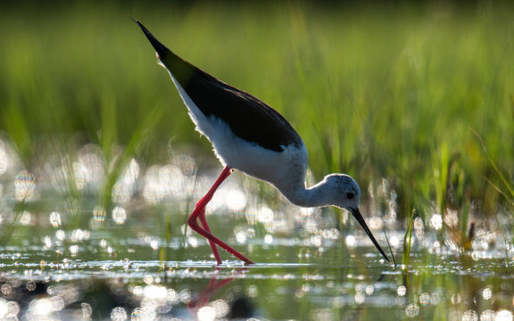 Black-winged Stilt Foraging in Shallow Wetland Water