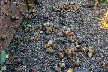 Dozens of terrestrial gastropods with shells are clustering together on damp soil surface next to vertical timber construction during outdoor cultivation process. © Pasha