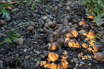 Dozens of terrestrial gastropods with shells are clustering together on damp surface next to green plants during open air cultivation process under warm sunlight. © Pasha