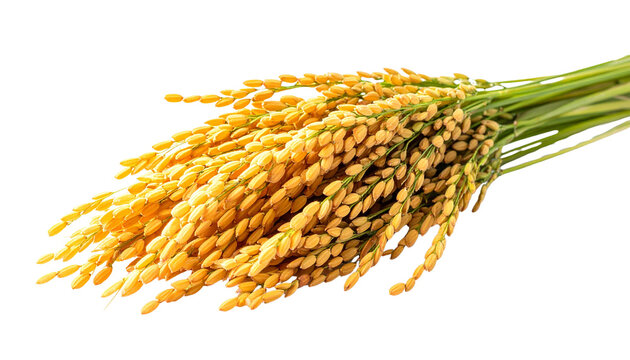 A bundle of harvested golden rice stalks tied together, delicate grain heads drooping naturally, isolated on transparent background.
