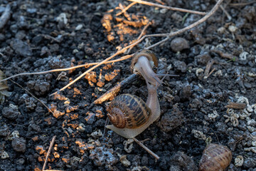 Two live terrestrial gastropods crawl on organic dark dirt at agricultural cultivation area during professional breeding process under sunset sunlight. © Pasha