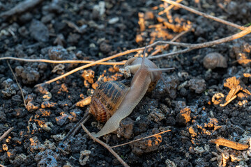 Two live terrestrial gastropods crawl on organic dark dirt at agricultural cultivation area during professional breeding process under sunset sunlight. © Pasha