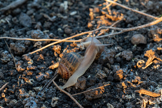 Two live terrestrial gastropods crawl on organic dark dirt at agricultural cultivation area during professional breeding process under sunset sunlight.