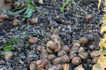 Dozens of terrestrial organisms with spiral houses are gathering on dark wet organic soil during commercial protein cultivation process in open air agricultural zone. © Pasha