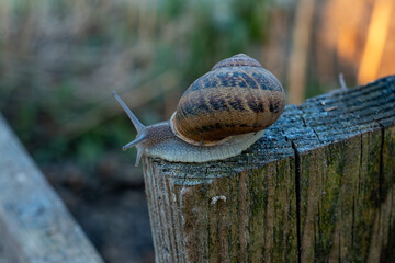 Individual terrestrial organism with spiral house extends tentacles while moving along aged textured block during organic protein cultivation process inside open air facility. © Pasha