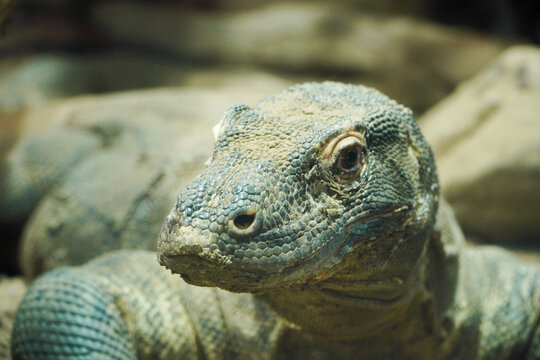 giant galapagos tortoise. Komodo dragon