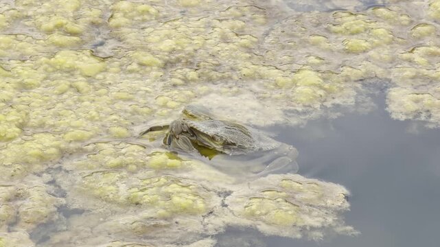 Atlantic blue crab (Callinectes sapidus), an invasive alien species, feeding on algae