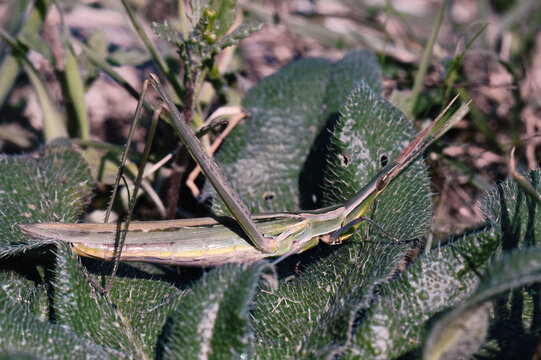 cone-headed grasshopper or mediterranean slant-faced grasshopper