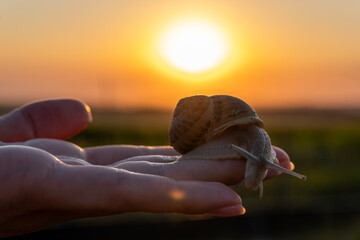 Individual terrestrial organism with spiral house extends its body while resting on open skin surface during organic gourmet cultivation assessment under bright golden sun. © Pasha