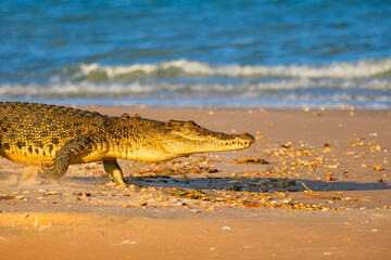 Obraz premium Saltwater Crocodile Walking Almong Sandy Beach in Australia, Wild Australian Reptile Near the Ocean