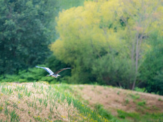 Fototapeta premium grey heron flying in light rain