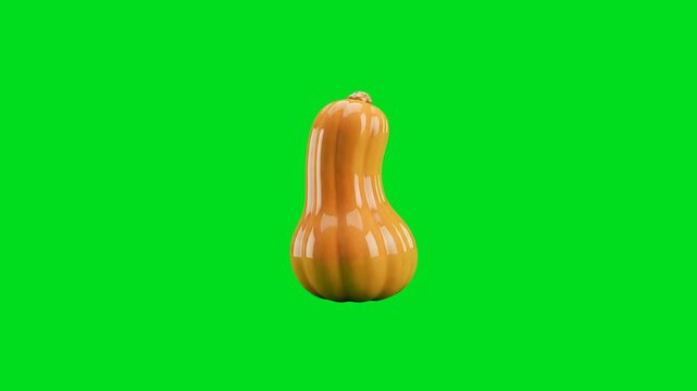 A single butternut squash isolated on a vibrant green screen background