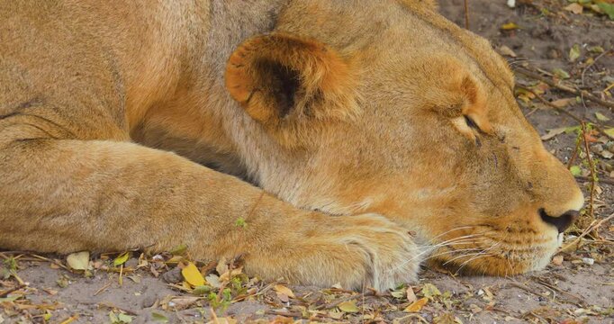 Close-up of the head of a sleeping Lioness (Panthera leo), Chobe national Park Botswana