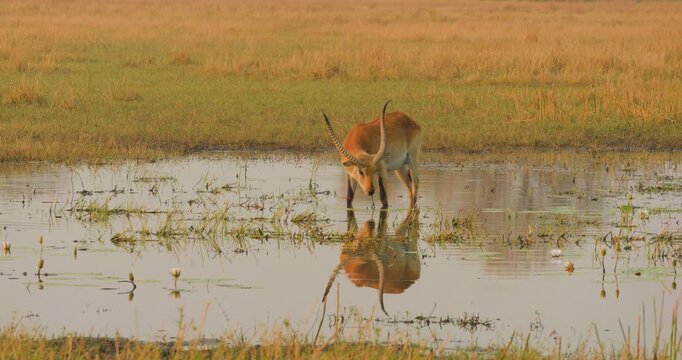 4K video; Red Lechwe (Kobus leche) foraging in swamp in early morning light just after sunrise, Moremi Game Reserve Botswana
