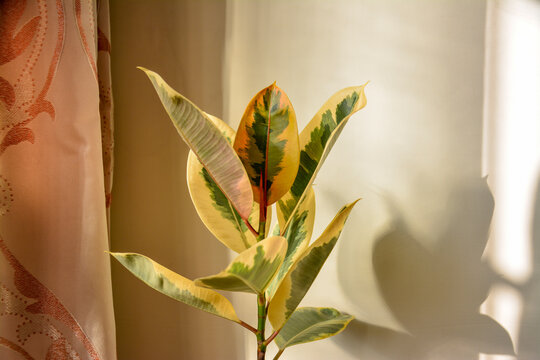 Indoor tropical plant arrangement featuring a variegated rubber plant with natural light and shadow