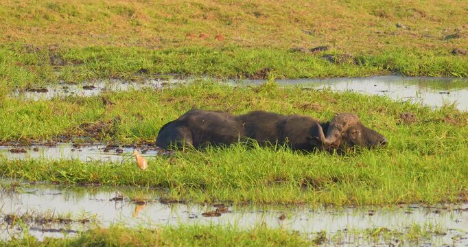 4K video; Cape buffalo (Syncerus caffer) bull grazing on swamp on the floodplain of the Chobe river, Botswana
