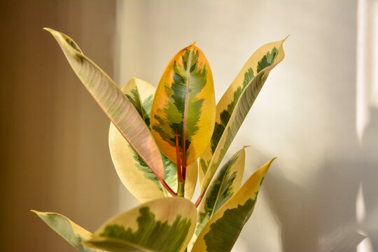 Close up of a variegated rubber tree plant with cream, green, and pink tones in warm sunlight