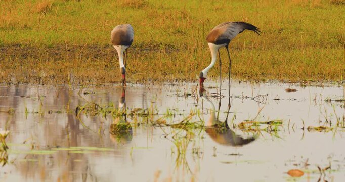 4K video; Wattled crane (Grus carunculata); pair foraging in swamp in early morning light just after sunrise, Moremi Game Reserve Botswana

