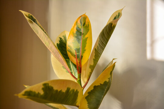 Detailed macro shot of Ficus Ruby foliage, indoor tropical houseplant concept
