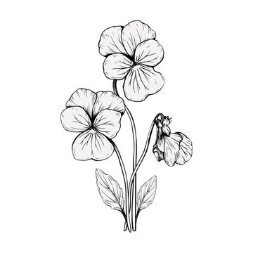 Hand drawn pansy flowers bouquet with stems and leaves vector illustration. Black and white ink sketch of blooming viola tricolor bunch isolated on white background. Botanical floral element