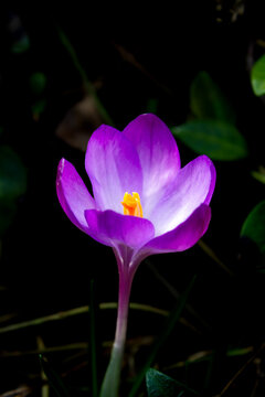 purple crocus flower