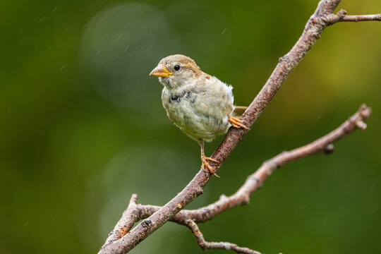 House sparrow (Passer domesticus); female perched on twig in light rain, Netherlands