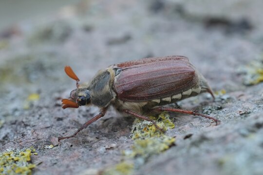 Closeup on a Maybeetle or a Maybug, Melolontha melolontha crling on wood in the garden.