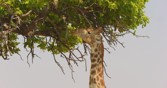 4K video; Giraffe (giraffa camelopardalis) foraging on a sausage tree (Kigelia africana), Moremi Game Reserve Botswana