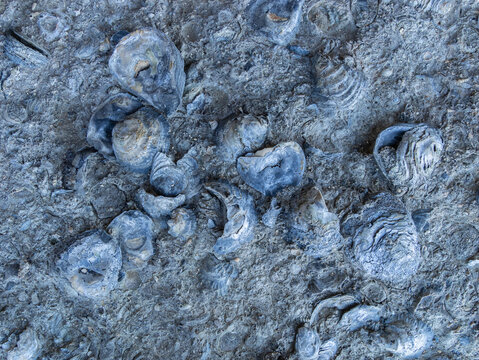 Well preserved fossilized Oysters from the Jurassic period, Punta Cuevas in the vicinity of the city of Puerto San Julian, Patagonia Argentina
