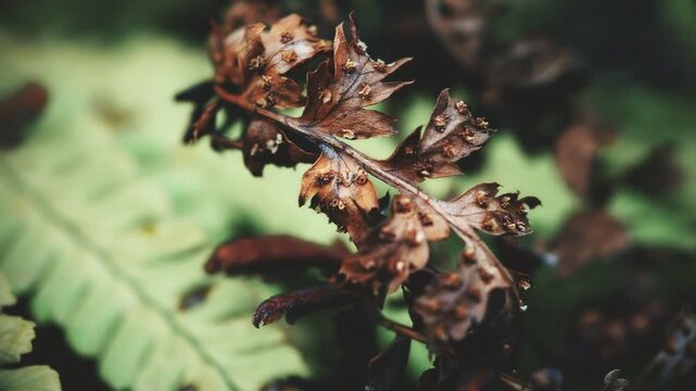 Dead fern leaf vintage colour pull look close up stock footage