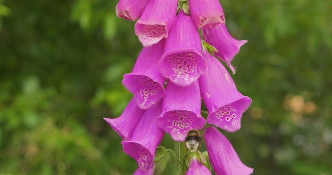 4K video; Flowers of Common Foxglove (Digitalis purpurea) gently blowing in the wind; visited by a bee and a fly, Norway