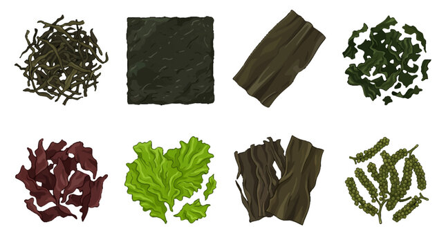 Set of Eight Different Types of Dried Seaweed and Sea Vegetables Illustration isolated on white background
