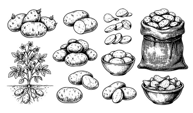 Hand Drawn Potato Collection with Plant, Chips, Whole Potatoes and Farm Sack Vector Illustration