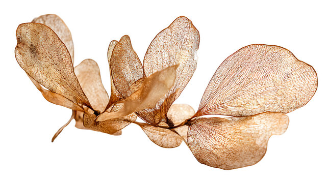 Brown maple seed cluster on white background