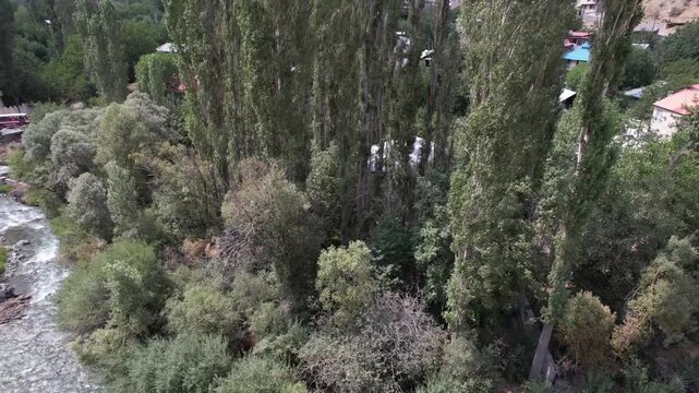 Aerial view of tall poplar groves packed along Chalus Road, a dense green woodland canopy covering the mountain valley floor. Ideal for travel, tourism, and nature stock Iran Alborz valleys.