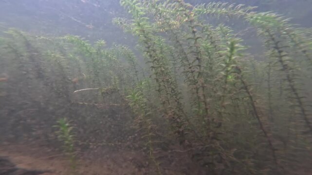 Invasive waterweed in murky river water in Sweden, Close up