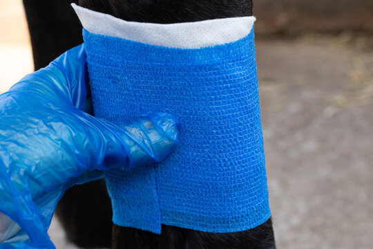 Close-up of a gloved hand applying a blue cohesive  vet wrap bandage to a horse's leg as part of equine first aid and wound care.