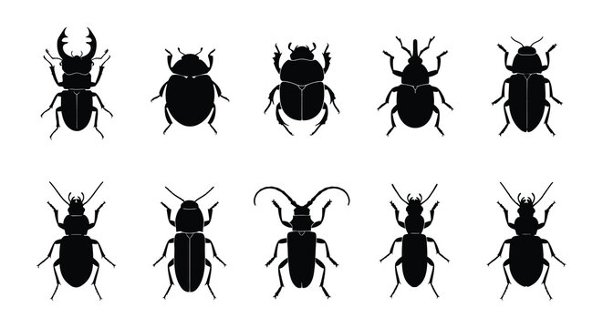 Collection of beetle silhouettes in a flat vector style