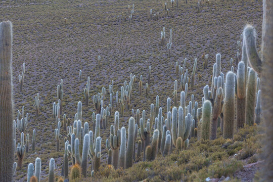 Cactus in Chile