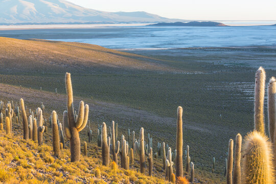 Cactus in Chile