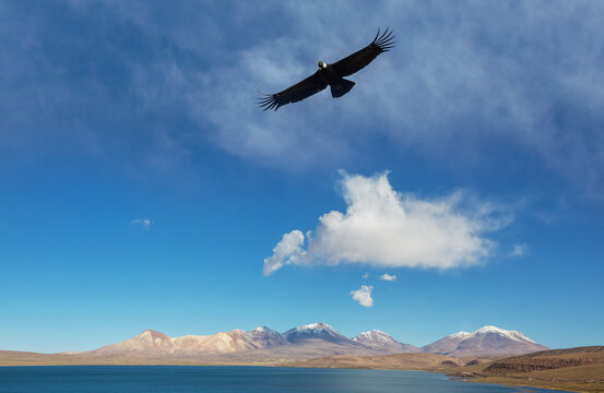 Condor
