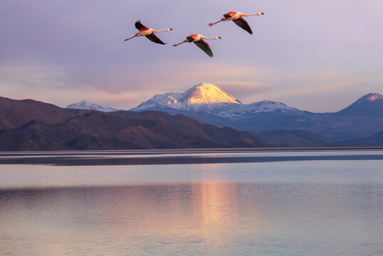 Flamingo