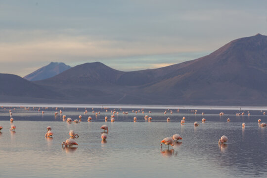 Flamingo