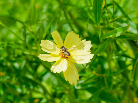 Megachile centuncularis | M&eacute;gachile du rosier ou abeille coupeuse r&eacute;coltant du pollen sur une fleur de coreopsis jaune (Coreopsis lanceolata)
