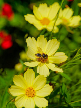 (Megachile centuncularis) Abeille coupeuse du rosier r&eacute;coltant du pollen sur une fleur jaune de coreopsis avec ses poils rouss&acirc;tre et raides de la brosse ventrale de son l'abdomen

