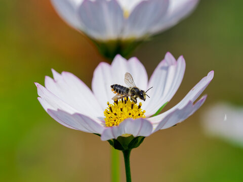 (Megachile centuncularis) M&eacute;gachile du rosier ou abeille coupeuse r&eacute;coltant du pollen des &eacute;tamines d'une fleur de Cosmos (Cosmos x bipinnatus)
